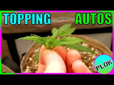 Can You Top Auto-flowers? Lets Find Out! - Autoflower Topping Experiment Week 1