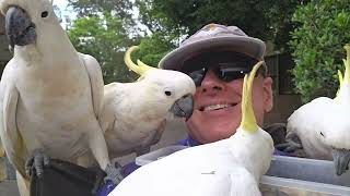 A short visit by the birbs. Wild cockatoos, lorikeets, and brush turkeys