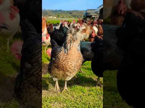 Ameraucana chicken breed #ameraucana #chicken