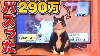 【テレビ出演】可愛すぎてバズった猫の後日談がやばすぎる… 【FNNプライムオンライン】