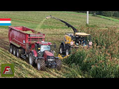 Chopping Sorghum | New Holland FR650 // 3x CaseIH // New Holland T7 | Luxembourg 2024