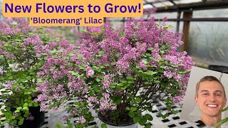 ReBlooming Lilac 'Bloomerang' - Try this New Plant!