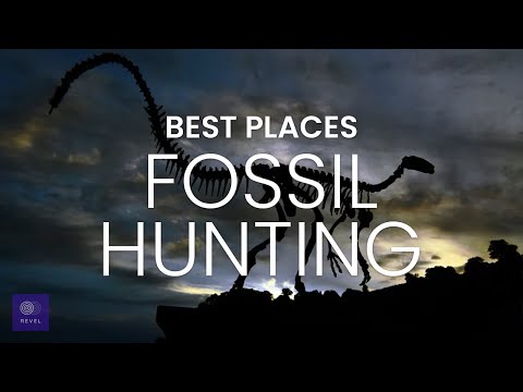 Fossil Hunting | Best Places Fossil Hunting Trip | Fossil Trip | Best Places to Find Fossils