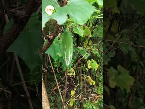 Parval Ki Kheti Kaise Karen?  Pointed Gourd Farming Guide #freyfarm #parval #pointedgourd