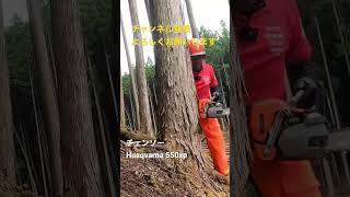 【匠の技】プロのチェンソーの使い方。#husqvarna #chainsaw #ハスクバーナ