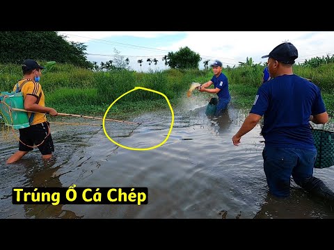 Kích Trúng Ổ Cá Chép Lên Đẻ Bị Mác Cạn Lâu Ngày | Thú Vui 3 Miền