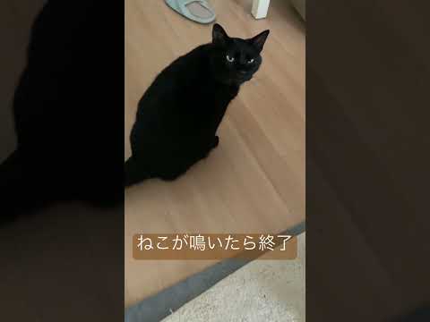 ねこが鳴いたら即終了 #保護猫との暮らし #cat #猫のいる暮らし