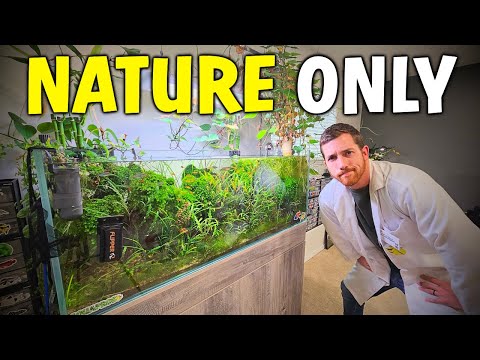 Letting Nature Control My Aquarium For 4 Months...