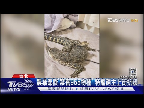 「特寵飼主」注意! 狐獴.土撥鼠.鱷魚擬禁養｜TVBS新聞 @TVBSNEWS01