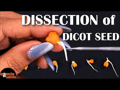 Dissection of Dicot Seed