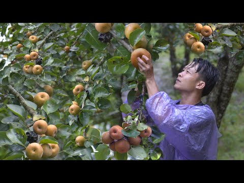 Harvesting pumpkins, pears and big guavas to market sell during 3 days of heavy rain. Thanh Trieu TV