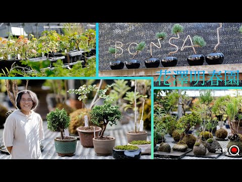 A bonsai garden that handles a large amount of wildflowers! Hanazawa Meishunen, Part 2 [Bonsai Q]