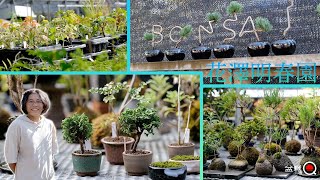 A bonsai garden that handles a large amount of wildflowers! Hanazawa Meishunen, Part 2 [Bonsai Q]