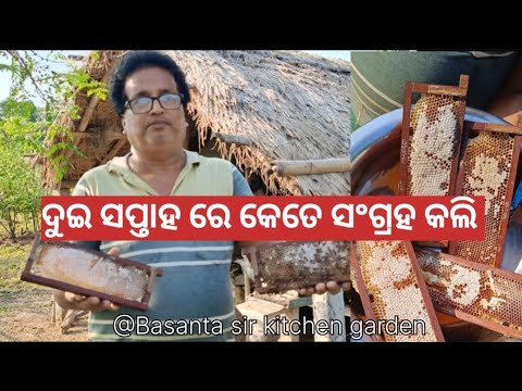 ୧୫ ଦିନ ପରେ ପୁଣି କଲି ମହୁ ସଂଗ୍ରହ@basanta_sir_kitchengarden#youtube#viral#farming