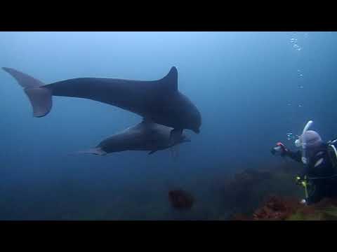 初島　イルカとダイビング　サザナミマリンダイビングスクール