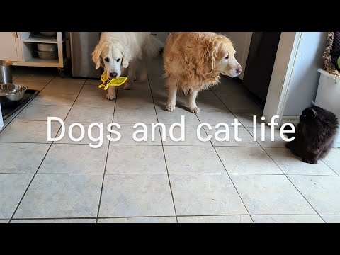 Dogs and a cat live together. Sometimes it's not easy.