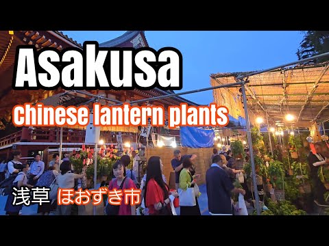 Asakusa Tokyo temple marks summer with lantern plant fairlantern plant 　浅草　ほおずき市