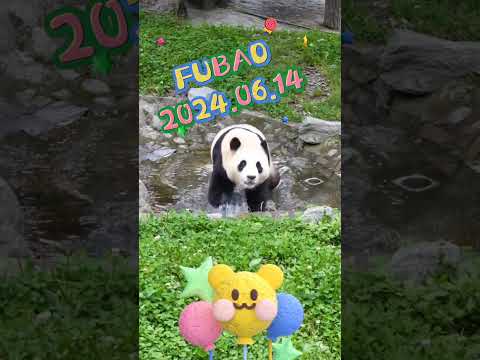 FUBAO2024.06.14 #panda #pets #fubao #cute #animals #funny #love #automobile