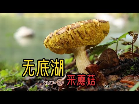 Fairy tale world Shangri-La, the ground is full of mushrooms in the fairy tale!