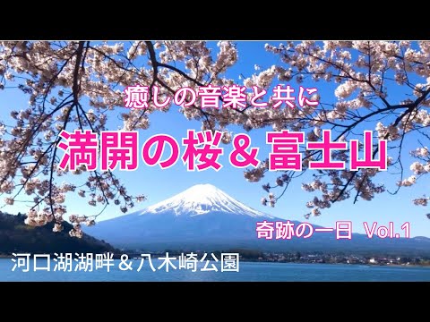 河口湖の満開の桜と富士山☆ 〜奇跡の一日Vol.1 〜ヒーリングミュージックと共に