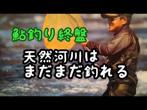 鮎釣り  納竿できない男【終盤の友釣り】矢作川