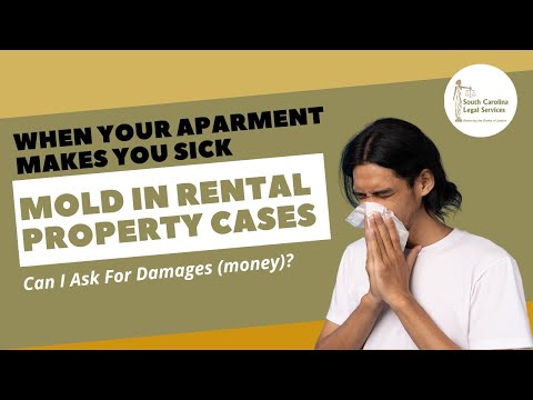 Mold in Rental Property - Can I Ask for Damages (money)?