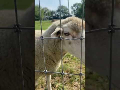 What DID the sheep say? #amish #farmtour #lancasterpa #shorts #oldwindmillfarm #sheep