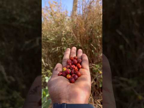 ખાટા મીઠા બોર #rurallifeindia #villageslife