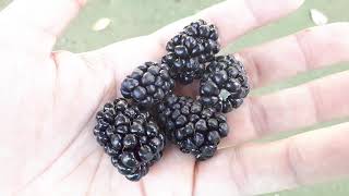 Boysenberry plant - grow, care & harvest (Eat a lot)