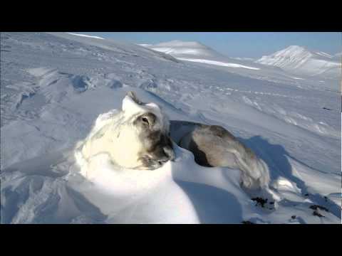 Varmere og våtere vintre på Svalbard