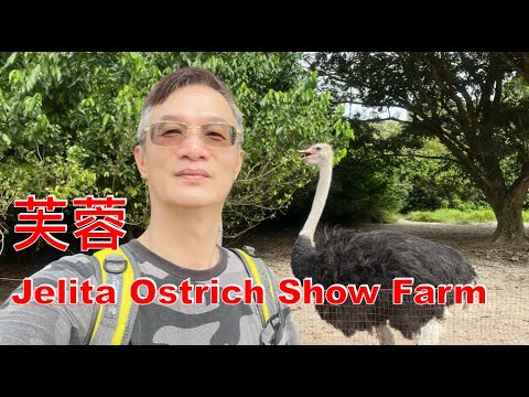 K177集: 芙蓉 Jelita Ostrich Show Farm