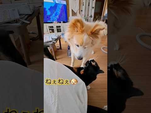 犬から寄って来ると嫌がるツンデレ猫#shorts #三毛猫 #保護犬 #ねこといぬ