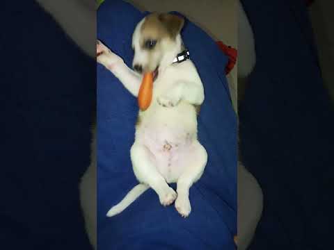 Rocket Eating Carrot with Flip Position  #pets #cutepets #cat #dog #cutedog