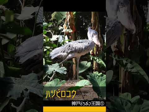 神戸どうぶつ王国 PART1 #神戸どうぶつ王国 #ハシビロコウ