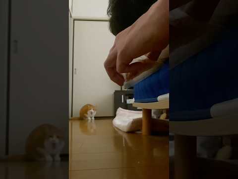 猫界のリアクション王ルカ。　　#shorts