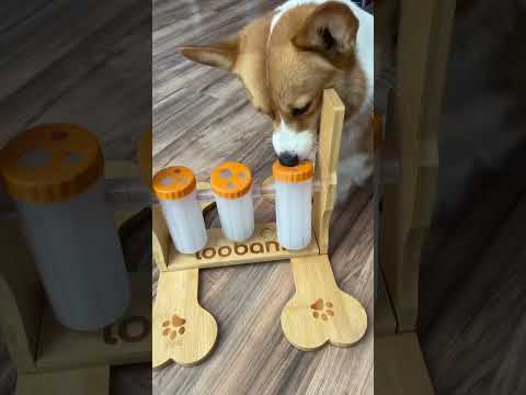 Loobani Pet | Smart corgi 🐾