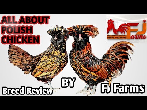 Polish Chicken Breed | All You need to Know | Complete Breed Analysis | #fjfarms #polishchickens