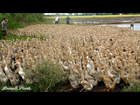 Duck | Follow a flock of nearly 10,000 ducks in 12 hours!!! Animals Plants