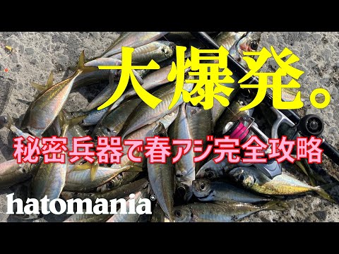 【爆釣カゴ釣り】秘密兵器で春アジ独り占め！！