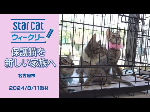 保護猫を新しい家族へ【StarCat ウィークリー】2024年8月22日放送