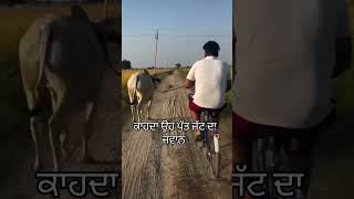 #punjabi #punjabisong #music #100k #bull #farming #cycling #shorts #sanjhapunjab #punjab #jattlife