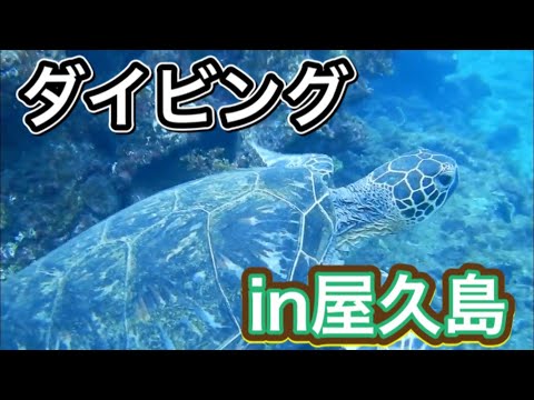 屋久島ダイビング