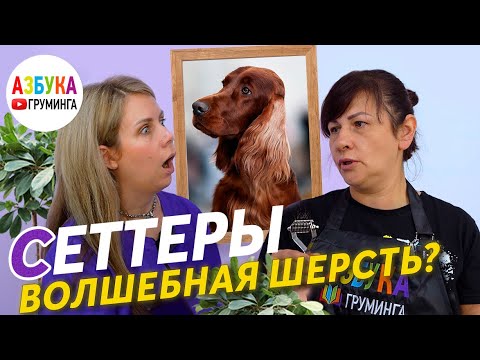 Ирландский сеттер: уход, груминг и темперамент породы. Интервью о породе