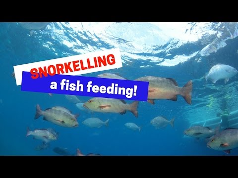 Snorkelling a fish feeding on ReefQuest