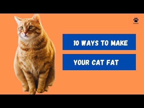 10 Tips on How to Make your Cat Fat