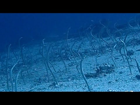 [ホワイトスポッテッドガーデンイール] 白砂に住むアナゴ Whitespotted garden eel in tulamben bali