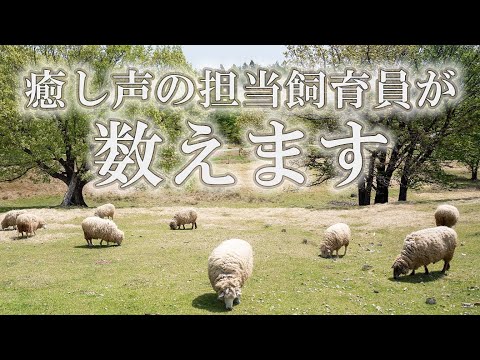 【安眠用？爆笑用？】担当飼育員による数かぞえ