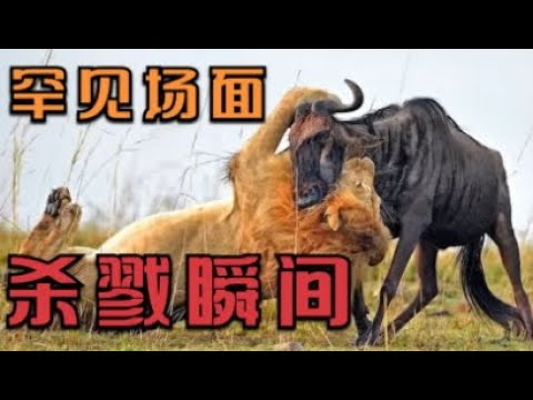 罕见的各种动物的杀戮瞬间，如老虎，狮子，鳄鱼，猎豹等 | 动物世界