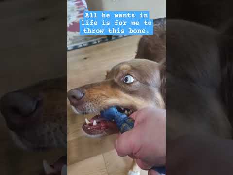 Fetch Fail: When Your Dog Won't Let Go of the Toy #dog #funny