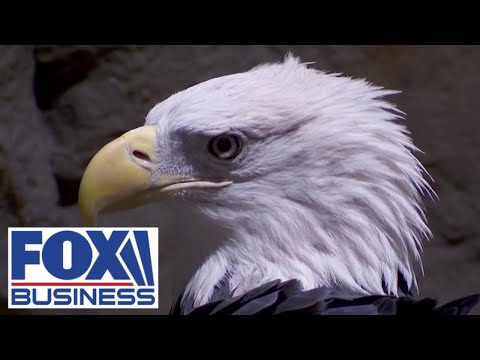 FREEDOM FLIES: Bald eagle will soon land as official national bird